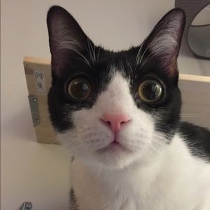 Meet your Posher, Chi